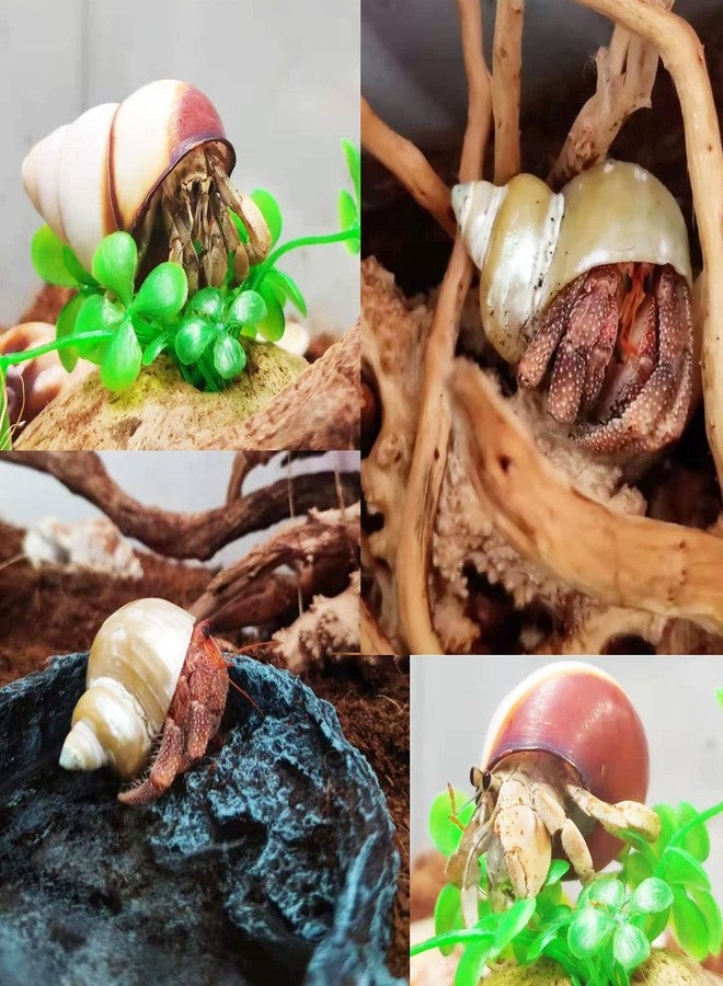SINKOO 15 Pack Hermit Crab Shells with 2 Pack Food Water Bowl Growth Turbo Seashell Supplies Accessory - Image 5